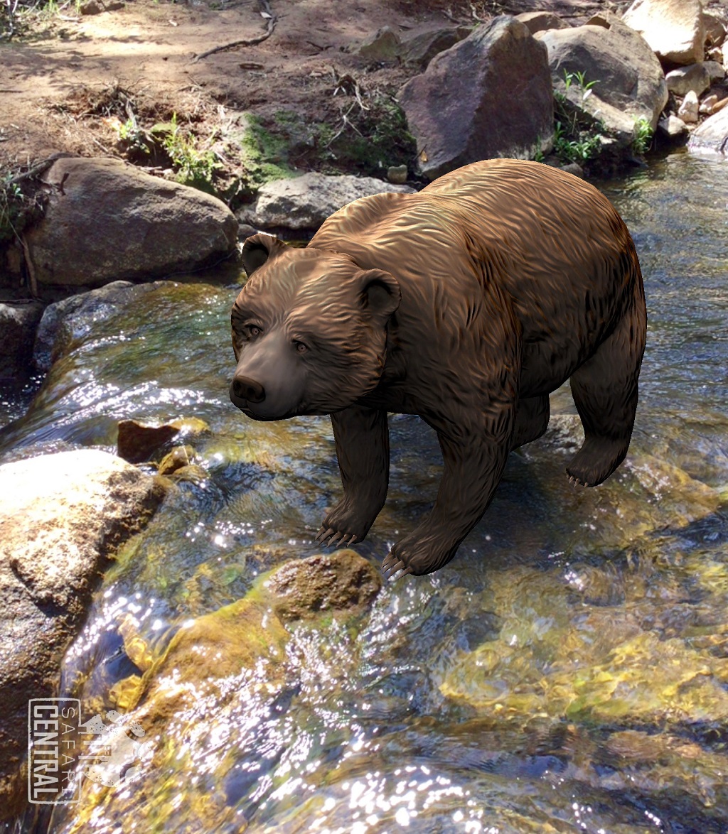 A melhor foto do urso-cinza Ethyl foi em uma correnteza, esperando por uma presa.  © Monica Wright / Safari Central