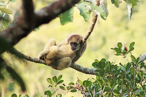 Macaco: o que são, ameaças, importância, espécies - Brasil Escola