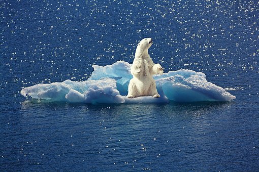 polar-bear-2199534__340
