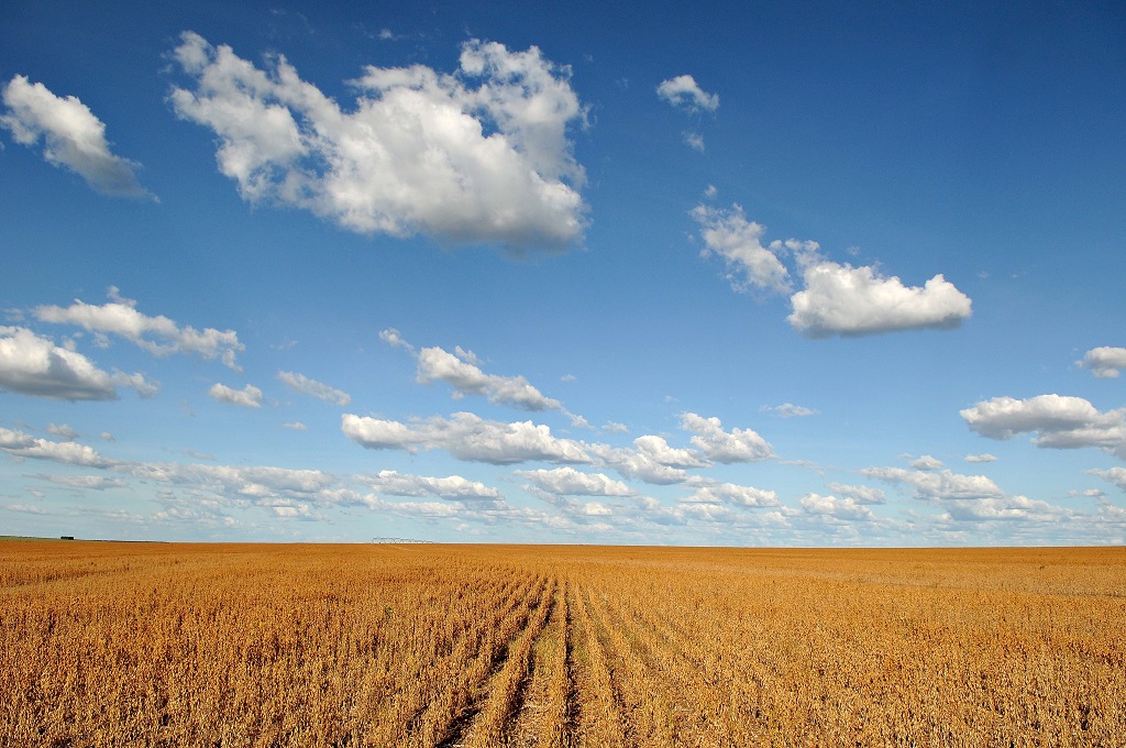 Dry soy (Glycine max) plantation landscape and a blue sky with white clouds, in the region of Barreiras, state of Bahia, Brazil.