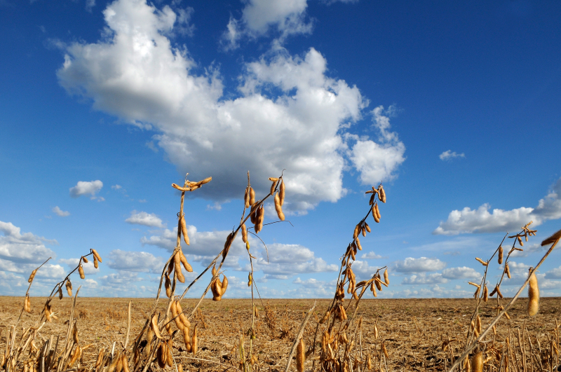 Dry soy (Glycine max) pods in the foreground, over a dry landscape and a blue sky with white clouds, in the region of Barreiras, state of Bahia, Brazil.