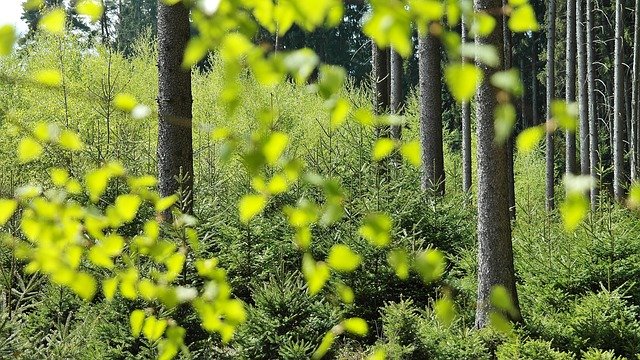 Filhote de macaco-prego-do-peito-amarelo nasce no BioParque do Rio!