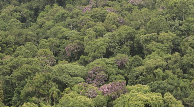 Mata Atlântica é o bioma com mais espécies de fauna e flora