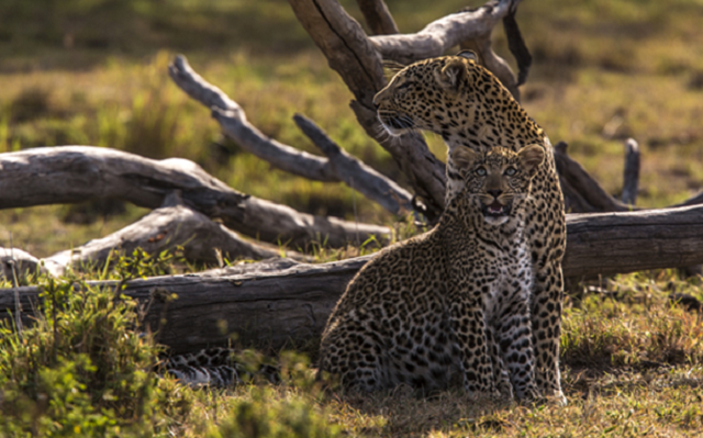 como conseguir a leopardo