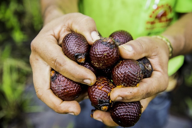 Feira dos Povos do Cerrado oferece diversidade de produtos do