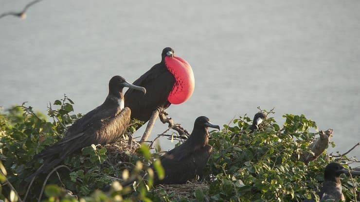 foto mostra fragata de trindade, remete a matéria Inovações tecnológicas contribuem para a conservação da natureza no Brasil.