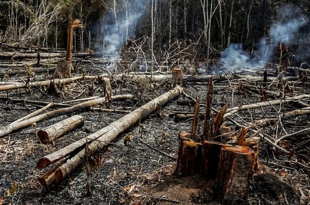 foto de desmatamento e queimada na amazônia, remete a matéria Área desmatada tem safra menor, mostra estudo