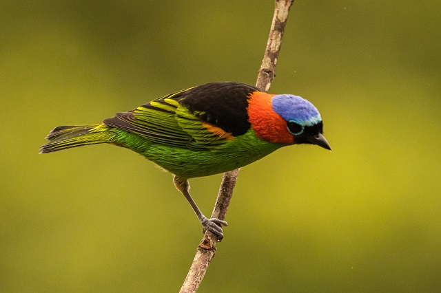 foto mostra pássaro, saíra militar na Grande Reserva Mata Atlântica
