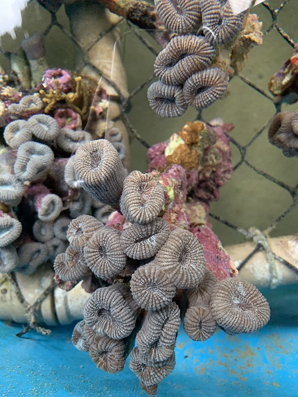 foto de coral-couve-flor, remete a matéria Cientistas brasileiros geram primeiro coral de proveta do País