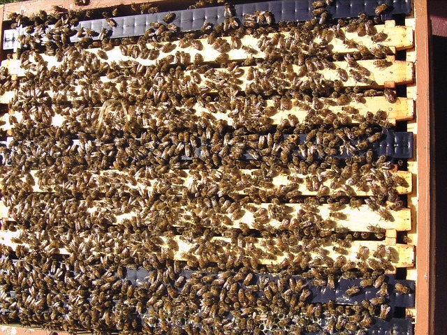 foto mostra uma colméia de abelhas, remete a matéria Estudo detalha ação antitumoral de substância presente no própolis verde