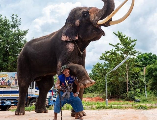 foto mostra o demesticador de elefante com seu elefante Kwanmueang, remete a matéria “Criados para lucrar: a verdade sobre o comércio global de silvestres