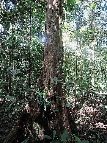 foto de Árvores do gênero Eschweilera foram listadas como as espécies possivelmente mais comuns na Amazônia