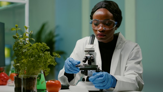 foto mostra pesquisadora negra com microscópio, remete a matéria Descoberta pode contribuir com o controle biológico de pragas