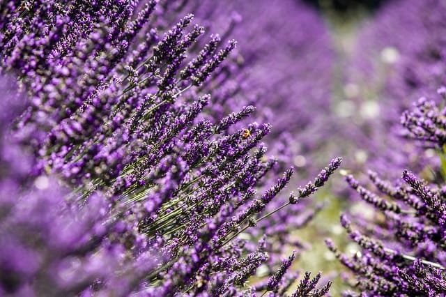 foto de lavanda, remete a matéria 5 plantas que afastam o mosquito da dengue