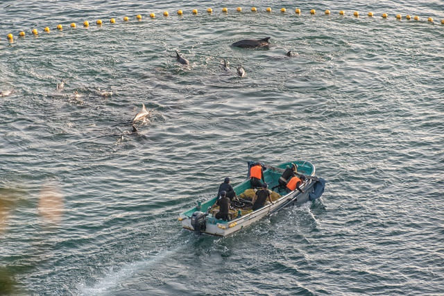 foto mostra golfinhos sendo cercados po r barco na ilha de fiji