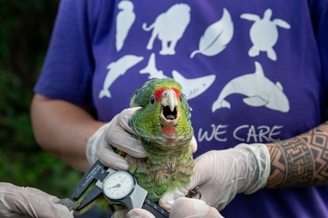 foto de papagaio sendo examinado, parceria entre a SPVS e Loro Parque