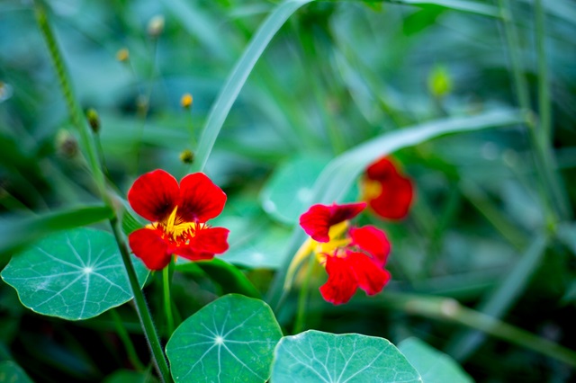 foto de planta comestível, panc
