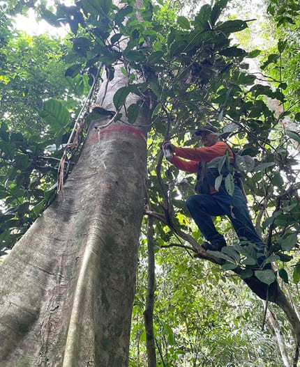 foto de um árvore grande na amazônia, remete a matéria Secas atrasam em 20 anos a reposição de estoques de madeira em floresta manejada