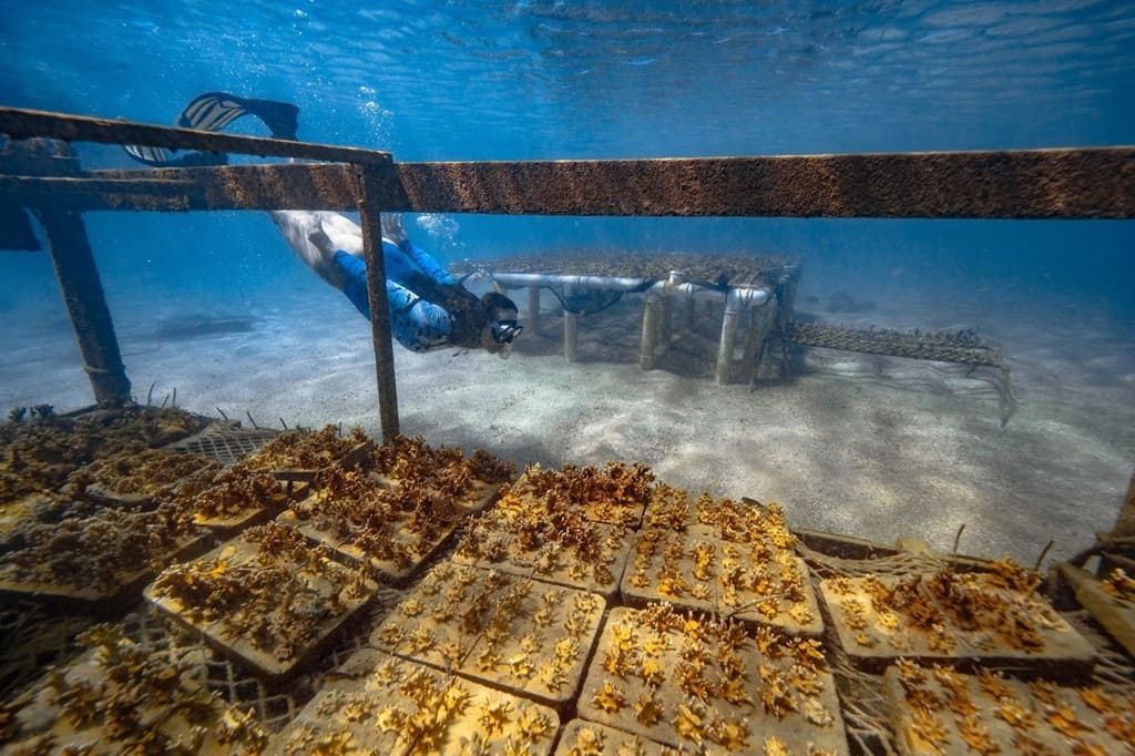 foto mostra os corais de proveta, remete a matéria Inovações tecnológicas contribuem para a conservação da natureza no Brasil