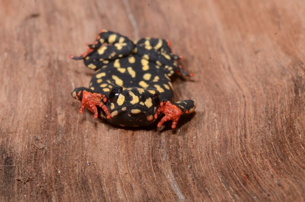 foto do sapo-de-barriga-vermelha (Melanophryniscus fulvogutatus), um dos anfíbios que pode desaparecer
do Pantanal devido às mudanças climáticas 