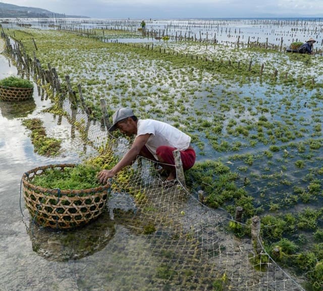 foto de homem negro colhendo algas, remete a matéria Coalizão internacional para preservação ambiental no Brasil ganha dois novos integrantes