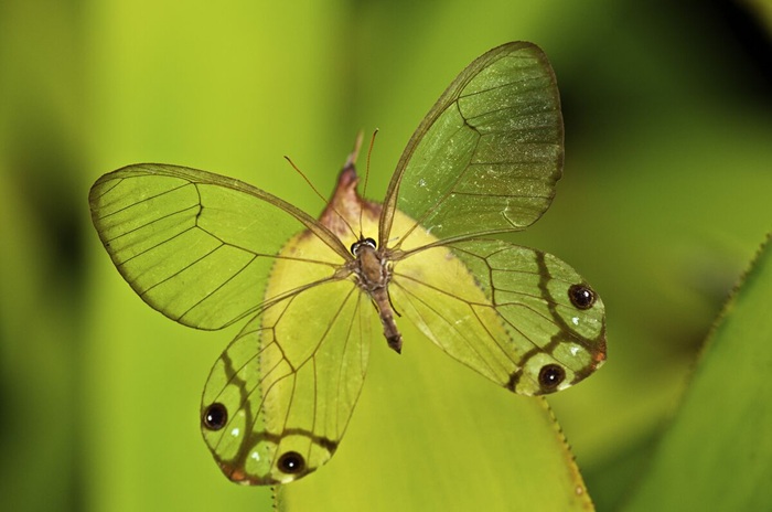foto de borboleta na reserva natural vale, rica em biodiversidade