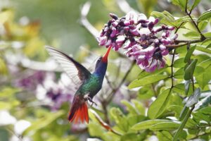 foto de beija-flor na reserva natural vale, rica em biodiversidade