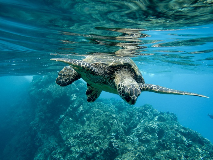foto de tartaruga no mar, remete a matéria Brasil dá voz ao oceano com SP Ocean Week e Rio Ocean Week 2025: o mar como pauta estratégica para o futuro